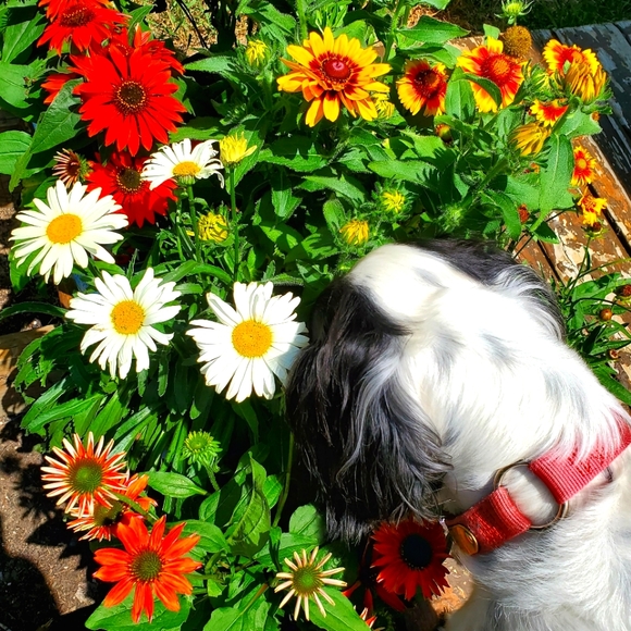 Boden Watercolor print Shift Dress, Women's US8R - Picture 6 of 6